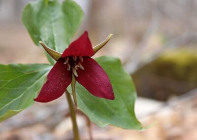 Adirondack Ecotrail A red trillium flower springs up on the Adirondack Ecotrail