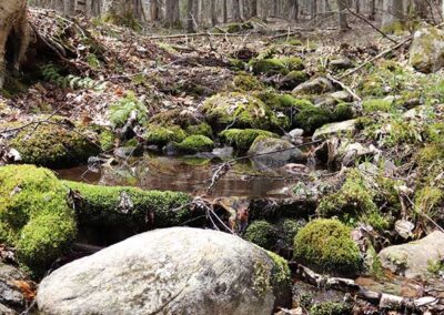 Adirondack Ecotrail A small stream flows during springtime