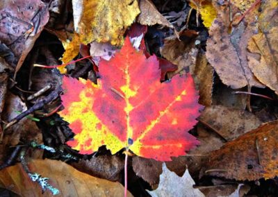 Adirondack Ecotrail Autumn leaves