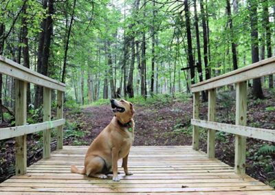 Adirondack Ecotrail Grab your boots bring your dog and take a hike