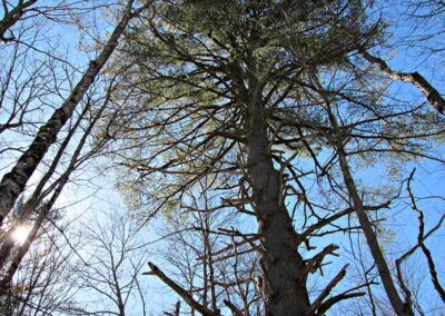 Adirondack Ecotrail See this beautiful humongus pine on the Adirondack Ecotrail