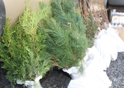 Adirondack Tree and Shrub Sale Hamilton County Soil and Water Conservation District 12
