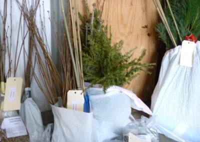 Adirondack Tree and Shrub Sale Hamilton County Soil and Water Conservation District 16