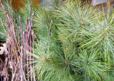 Adirondack Tree and Shrub Sale Hamilton County Soil and Water Conservation District 17