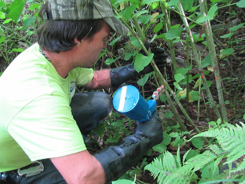 Invasive Species Technician Lenny Croote stem injects Japanese knotweed with herbicide