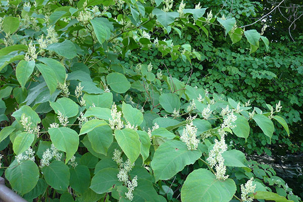 Japanese Knotweed is an invasive plant