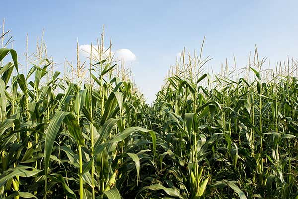 Corn Field Under Blue Sky