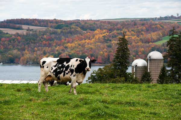 Dairy Cow in Field overlooking lake